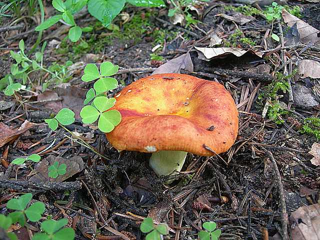 Funghi di frontiera